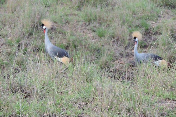 6 Days Masai Mara-Lake Nakuru & Amboseli Budget Safari - Group Size and Travel Logistics