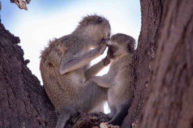 6 Days Selous ,Mikumi Udzungwa National + Boat Safari +Masai Culture - Customer Reviews and Ratings