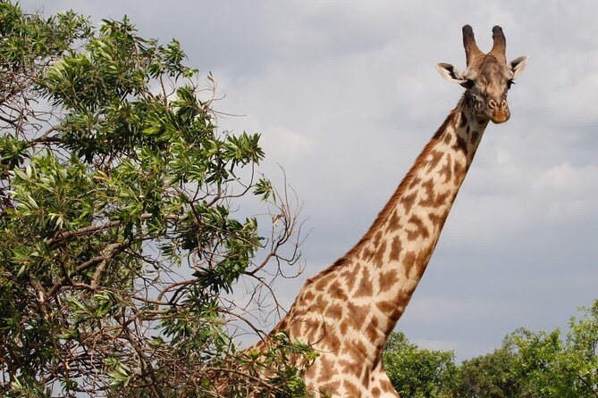 6 Days Serengeti Classic Safaris Odyssey in Tanzania - Dining Experiences