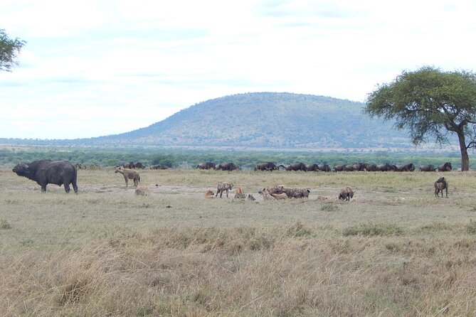 6 Days Tanzania Northern Circuit Experience - Culinary Experiences Included