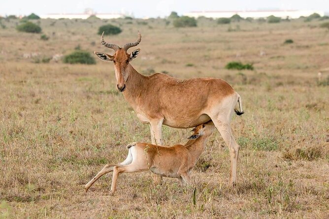 6 Hour Private Tour Nairobi National Park Or Evening Game Drive - Accessibility Information