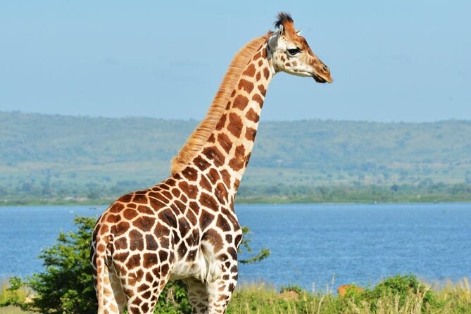 7-Day Birding, Murchison Fall Royal Mile and Big Five - Spotting the Big Five