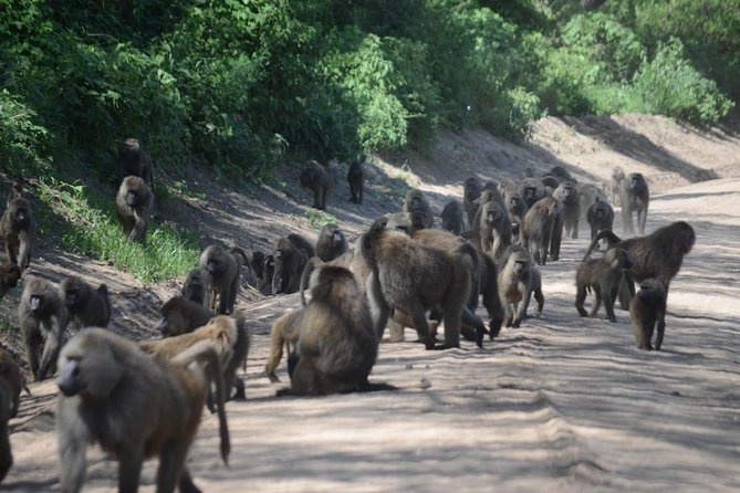 7-Day Serengeti Wildebeest Migration Camping Safari - Booking and Pricing Details