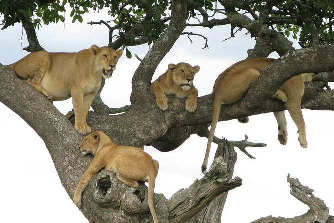7-Day Tanzania Lodge Safari: Lake Manyara, Serengeti, Ngorongoro &Tarangire Park - Booking Information