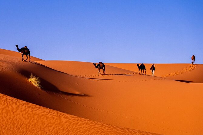 7 Day Tour in Marrakech Essaouira The Sahara Desert - Important Logistics