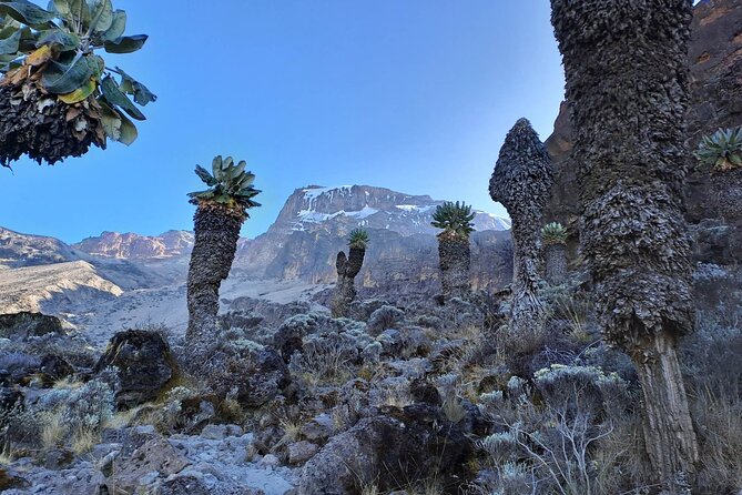 7-Day Walking Tour in Machame Route - Frequently Asked Questions