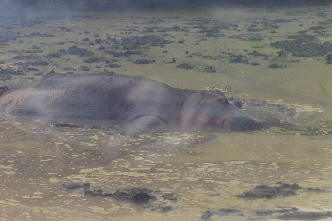 7 Days Exclusive Gorilla Experience in Uganda - Dining Options