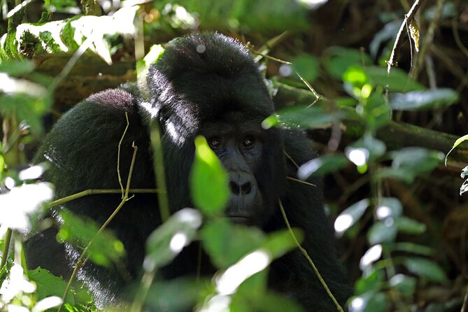 7 Days Flying Gorillas and Wildlife Safari Uganda Private Tour - Optional Activities