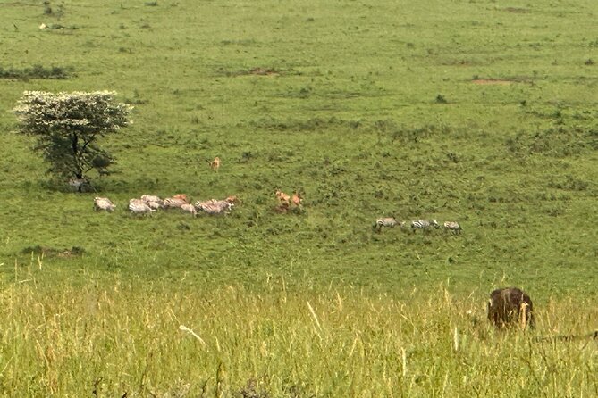 7 Days Gorilla and Chimpanzee Safari in Uganda - Accommodation and Meals