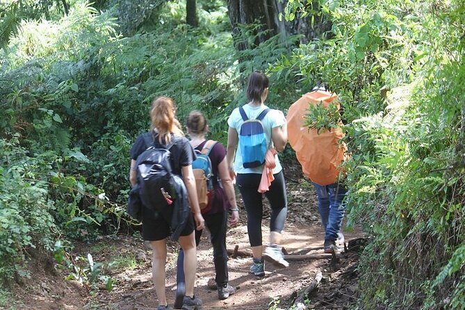 7 Days Lemosho Route Kilimanjaro Climbing | Solely Tours - Customer Reviews