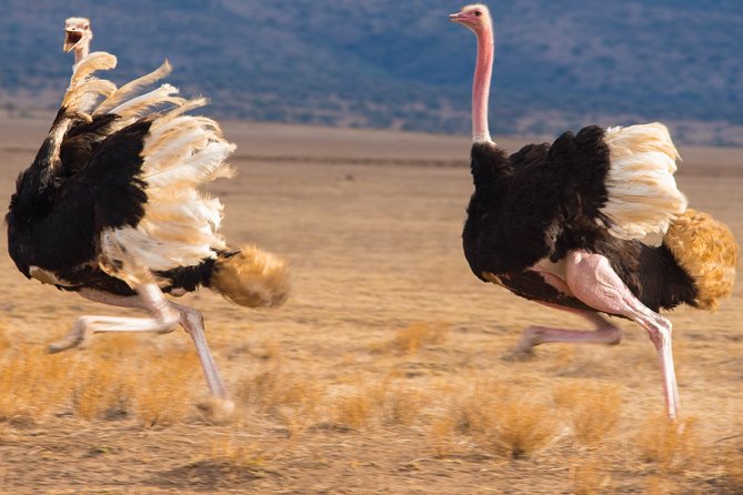 7 Days Lodge Safari. - Pricing, Reviews, and Guarantee