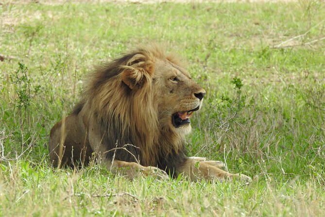 7 Days Private Tanzania Safari With Mid Range Lodges or Camps - Safari Guide Expertise