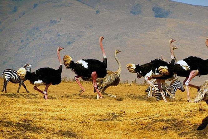 7 – Days Safari Following The Great Migration And The Big 5