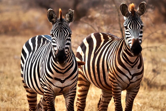 7 Days Tanzania Luxury Safari Experience & Coffee Walking Tour - Safari Experience Highlights