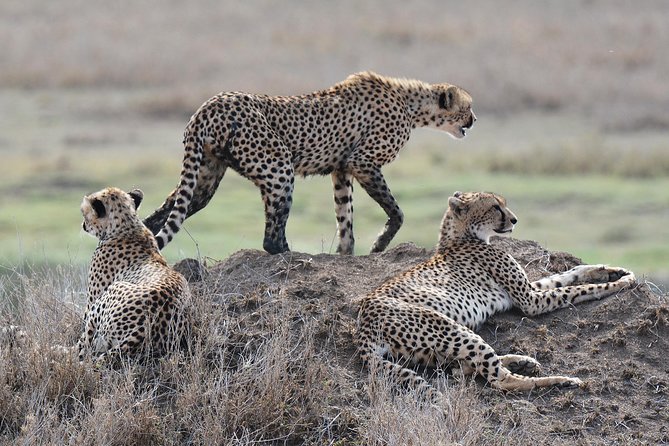 7 Days Tanzania Private Safari - Meals and Dining