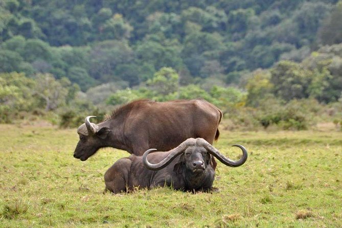 7 Days Tanzania Small Group Safari - Booking and Confirmation Process