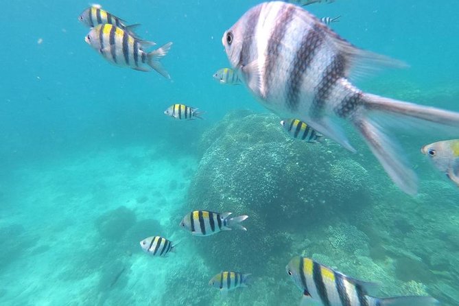 7 Days - the Best of Zanzibar Beach Holiday - Day 5: Snorkeling Excursion