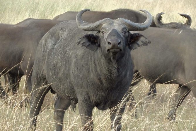 7 Nights of Rwanda & Tanzania; Mountain Gorillas & Wildebeest Migration - Cultural Experiences