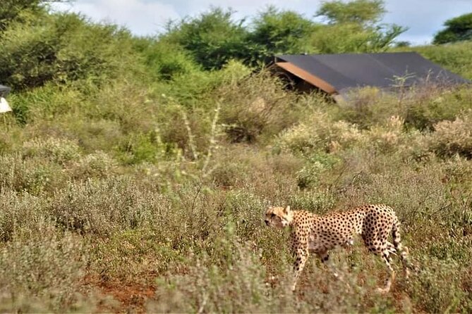 8-Day Kenya Wildebeest Migration Safari - Booking and Pricing