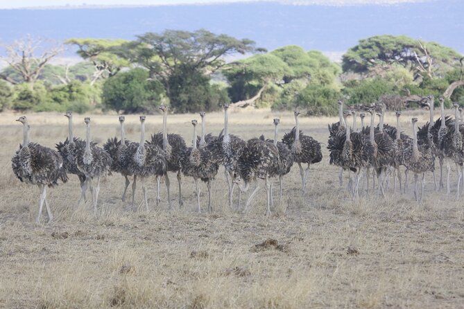 8 Day Masai Mara, Lake Nakuru, Lake Naivasha Amboseli Safari - Pricing and Customer Reviews