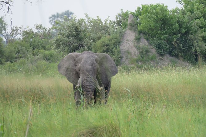 8 Day Okavango Safari - Wilderness Trail (Inner Delta & Moremi) - Guided Activities