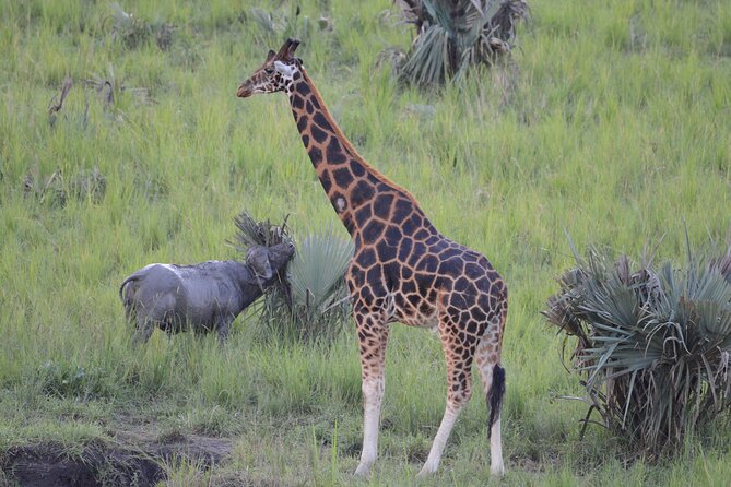 8-Day Private Uganda Big 5 Luxury Safari With Gorillas and Chimps - Cultural Experiences