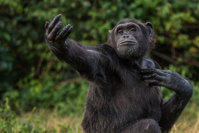 8-Day Private Wildlife Viewing and Chimpanzees Tracking Safari - Frequently Asked Questions
