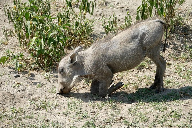 8 Days Amboseli Lake Nakuru Masai Mara Lake Naivasha Safari - Accommodation Details