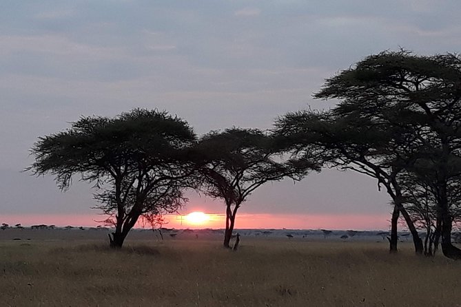 8 Days Tarangire, Serengeti, Ngorongoro & Manyara Budget Lodge Safari Tour - Dining Experience