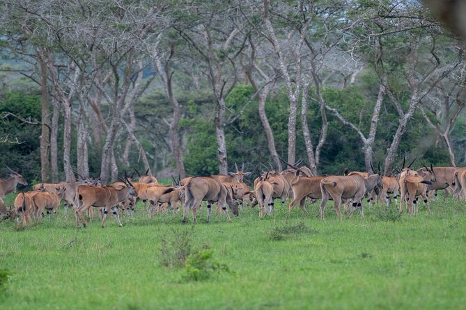 8 Days Uganda Primates Safari - Booking Information