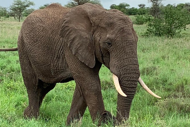 9 Days - Best of Tanzania Safari - The Sum Up