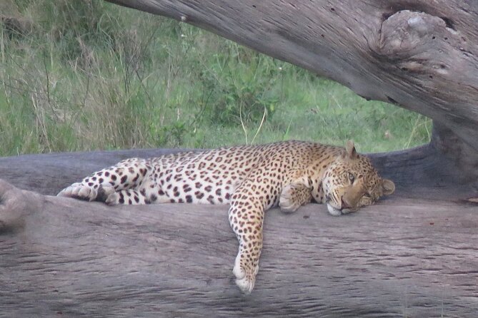 9 Days Safari To See Great Migration Crossing - Guided Excursions and Activities