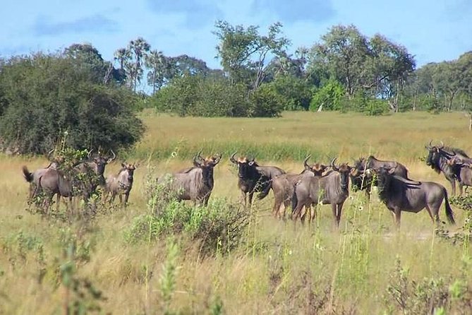 A Day Trip to Saadani National Park From Dar Es Salaam / Zanzibar - Afternoon Wildlife Spotting