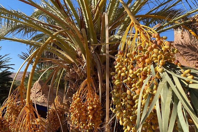 A Drive Outside Essaouira and a Visit to the Argan Trees - Opening Hours and Availability