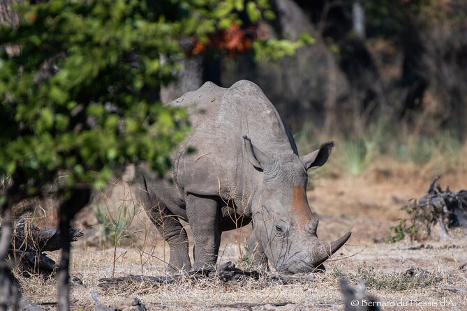 A Game Drive Plus White Rhino Short Walk - Inclusions and Pickup Details