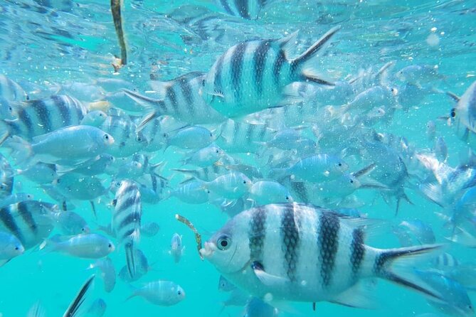 A Half Day Private Dolphins And Snorkeling Tour To Mnemba Island - Additional Information