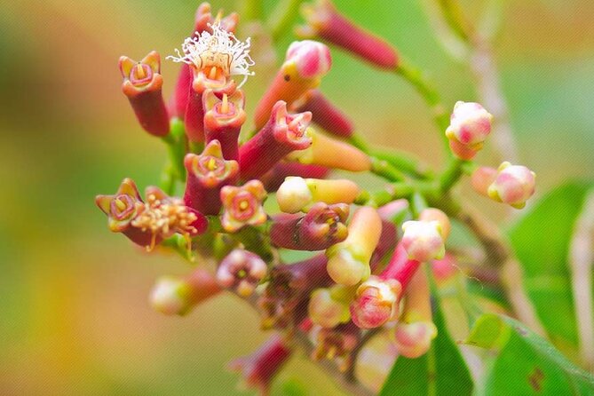A Half Day Private Tour To Spice Farm - What To Expect