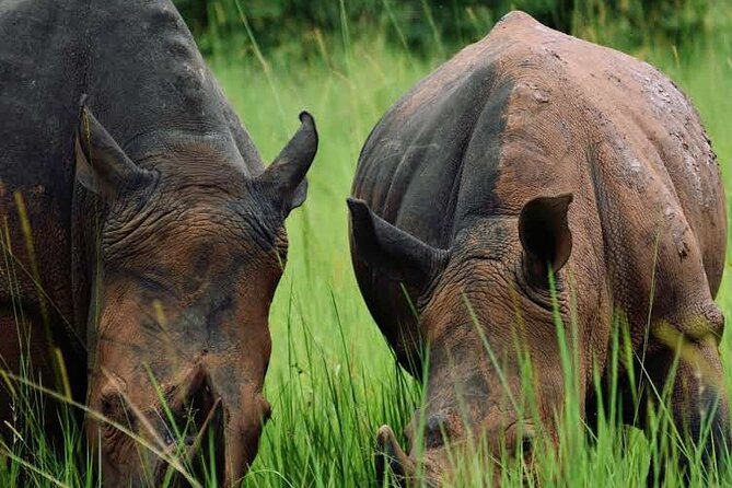 A Thrilling 1-Day Rhino Tracking Tour in Uganda - Frequently Asked Questions