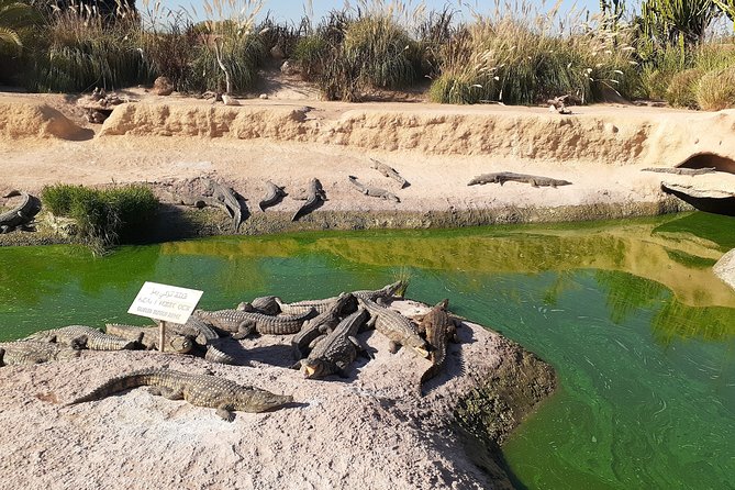 Agadir Crocoparc & Visite Souk Lhad Agadir Ticket Included - Customer Reviews