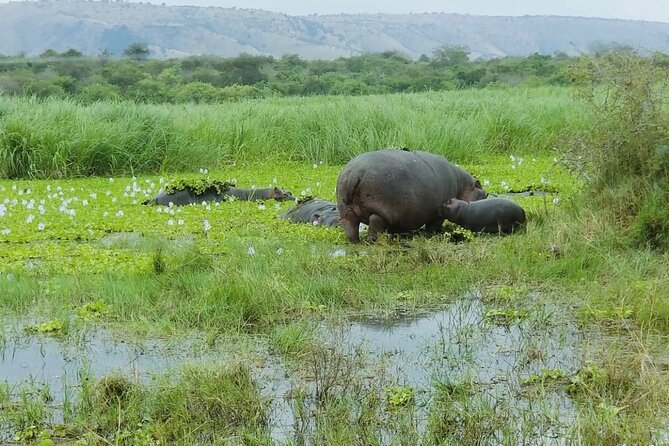 Akagera National Park One Day Safari Experience - Traveler Reviews