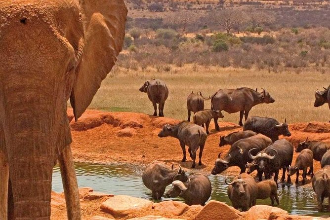 Amboseli National Park 3-Day Safari - Frequently Asked Questions