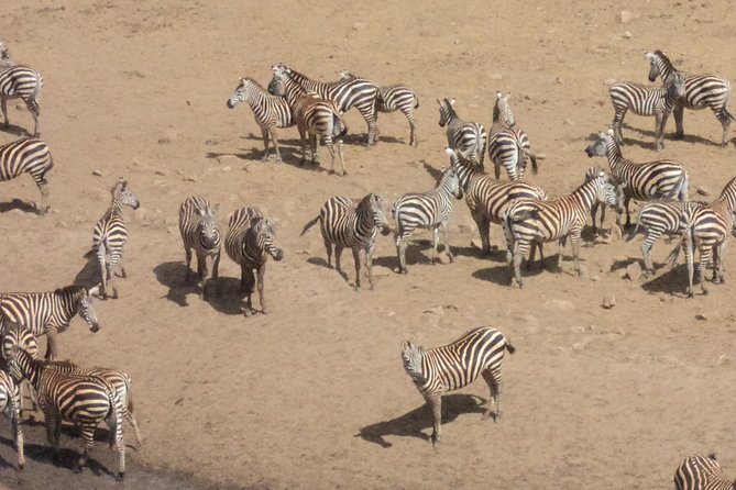 Amboseli National Park Full Day Tour From Nairobi - Booking and Availability