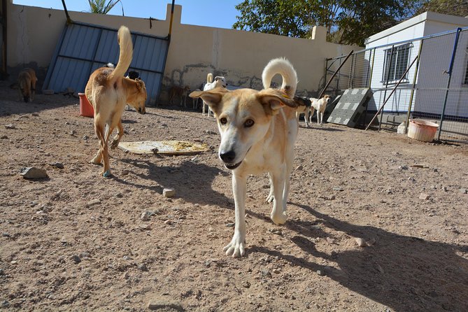 Aqaba Dog Shelter Conservation Experience - Accessibility Information