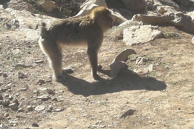 Atlas Mountains, Morocco: Ifrane, Azrou, Monkey Forest, Full Day Tour From Fez - Transportation Details