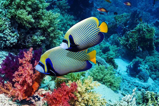 Bali Snorkeling Tour at Blue Lagoon Beach - All-Inclusive - Inclusive Package Details