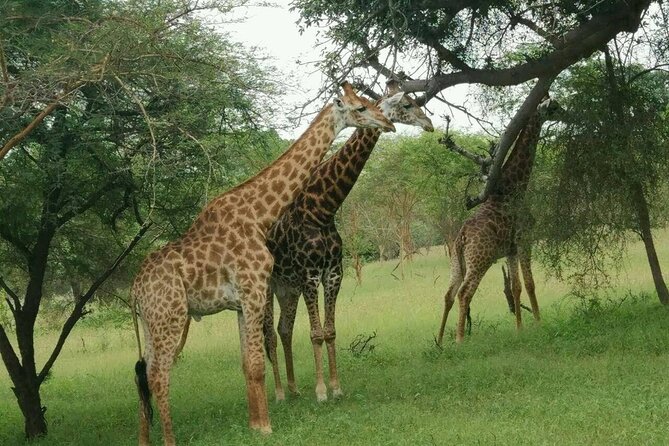 Bandia Park Safari (Minimum 2 Participants) - Guest Experiences
