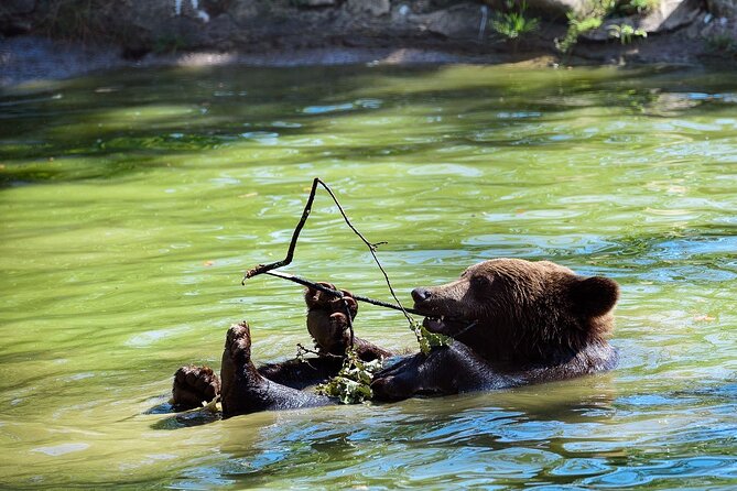Bears Libearty Sanctuary and Bran Castle Day Trip - Tour Restrictions
