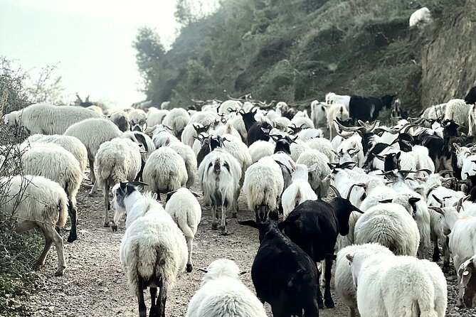 Berat off Road Tour to Cuka E Tomorrit 2416M - Cancellation Policy