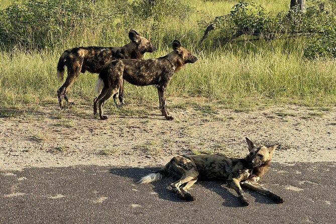 BIG 5 Kruger 4 Day Safari From Johannesburg - Inclusions and Exclusions