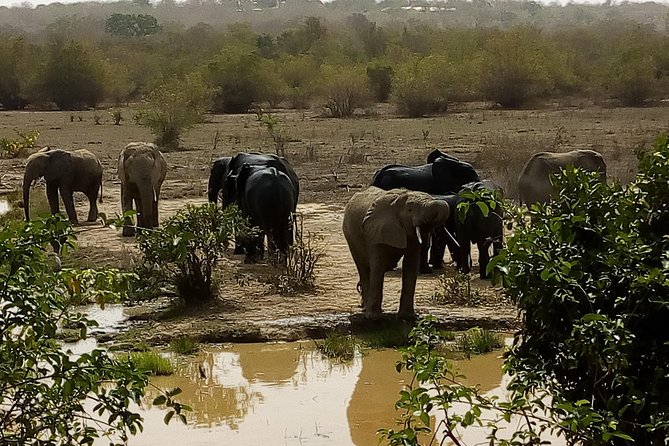 Bird Watching Tours , Cultural and Historical Tours of Ghana. - Tour Recommendations